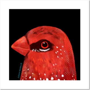 Strawberry Finch Bird Posters and Art